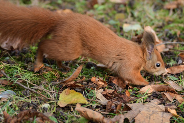 the squirrel hides the walnuts in the ground for the winter