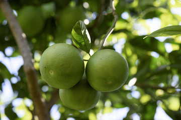 Unripe Orange Fruit grows on the plant, Sicily, Italy