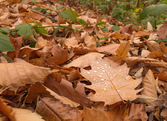 Rain drops on the leaf. Ch