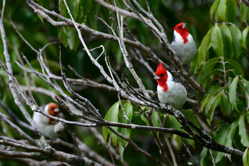 A Beautiful Bird 