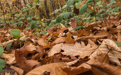 Rain drops on the leaf. Swiss