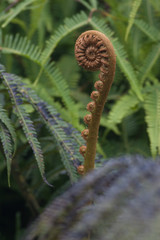 Just Another Fiddlehead