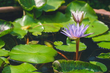 lous flower blooming with bee flying on colorful purple petal with elegance and calm natural.