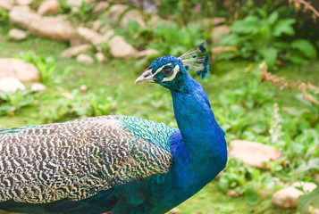 Obraz premium Peacock