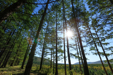 Naklejka premium sunrise in the pine trees forest