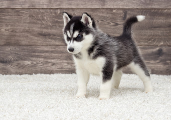  husky puppy looking at a wooden background © Happy monkey