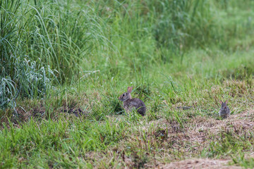 Bunny Family 