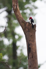 Redheaded Woodpecker 