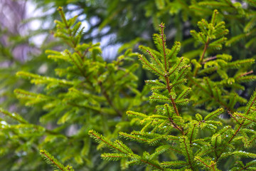 Evergreen prickly branches of a fur-tree or pine on nature background. Green spruce branches with the fallen first snow.