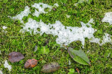 White melting snow lies on the green grass next to the withered brown fallen leaves. Abstract phot from the fallen first snow on the ground.