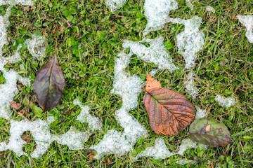 White melting snow lies on the green grass next to the withered brown fallen leaves. Abstract phot...