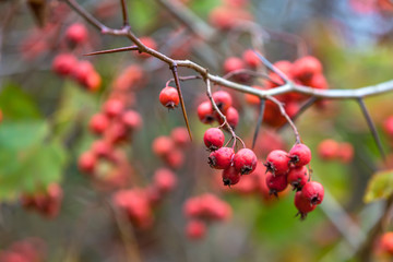 Red berries on a tree without leaves in the autumn in the garden closeup, copy space for text. The branch of hawthorn with thorns.
