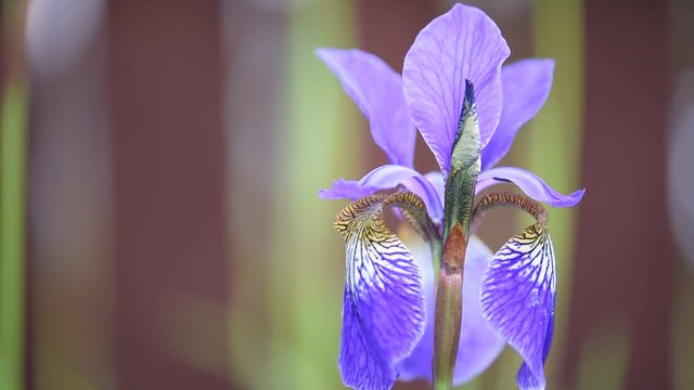 Iris flower in the garden
