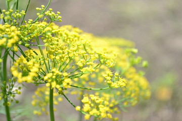 Dill Flowers