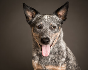 Australian cattle dog portrait