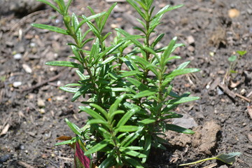 Rosemary