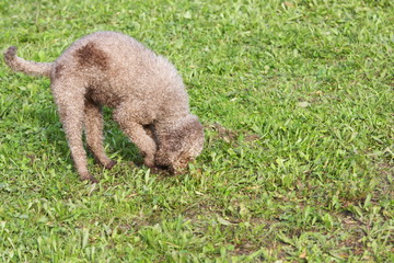 cani alla ricerca del tartufo