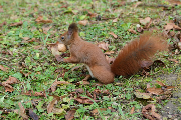 the squirrel hides the walnuts in the ground for the winter