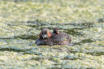 zwergtaucher mit küken