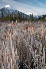 Frosty reeds along a lake shore in Banff with a mountain backdrop