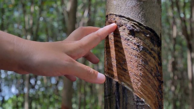 Plant researcher is checking rubber trees in the garden. Farmer hand touching on rubber tree bark.
