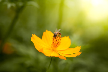 Close up of yellow, orange cosmos flower with a bee at the center with green leaves, buds, red pistils, stamen and plants on the background