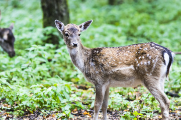 European red deer in the forest