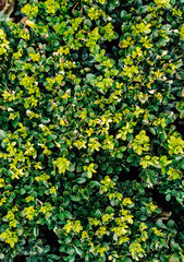 Fototapeta premium green fresh bushes grow on the street all year round