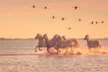 Beautiful white horses running on the water against the background of flying flamingos at soft sunset light, Parc Regional de Camargue, Bouches-du-rhone, Provence - Alpes - Cote d'Azur, south France - obrazy, fototapety, plakaty