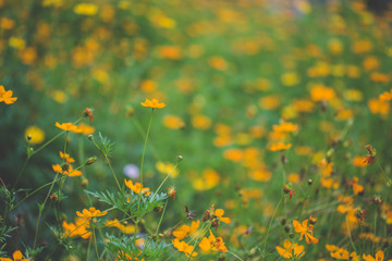 Yellow cosmos flower are blooming in field.Soft focus,blurred.Colorful cosmos flora bloom in garden,texture background.In spring season cosmos floral beautiful sunlight in meadow.cosmos background