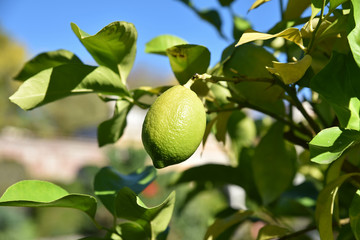 Citron mûrissant au soleil d'automne