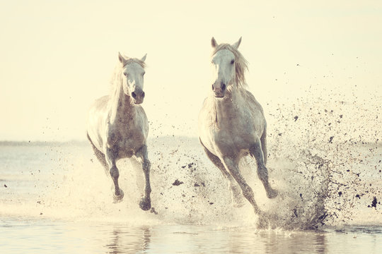 Beautiful white horses galloping on the water at soft sunset light, vintage image, Parc Regional de Camargue, Bouches-du-rhone department, Provence - Alpes - Cote d'Azur region, south France