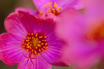 beautiful cosmos flowers in the garden at sunny day.close up pink cosmos flowers blooming