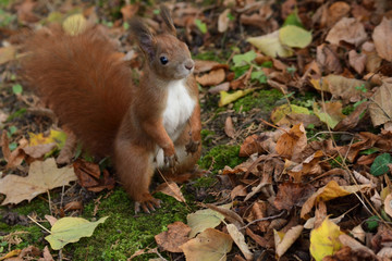 the squirrel climbs the tree and the grass