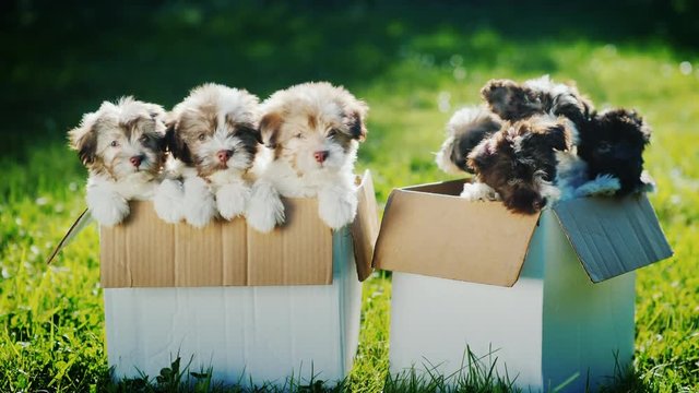 Many small puppies in two cardboard boxes on the lawn. Two boxes of happiness