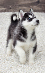 Siberian husky puppy looking