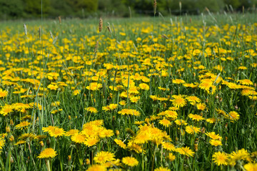 Wiese mit Löwenzahn