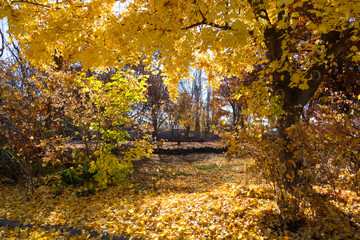 Leaves turning golden in the fall
