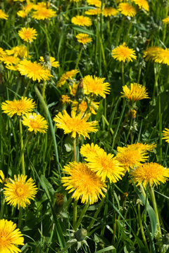 Wiese mit L&ouml;wenzahn