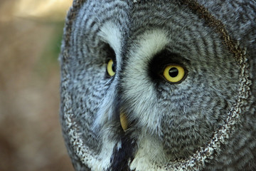 Great grey owl