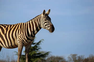 Fototapeta premium Maneless zebra