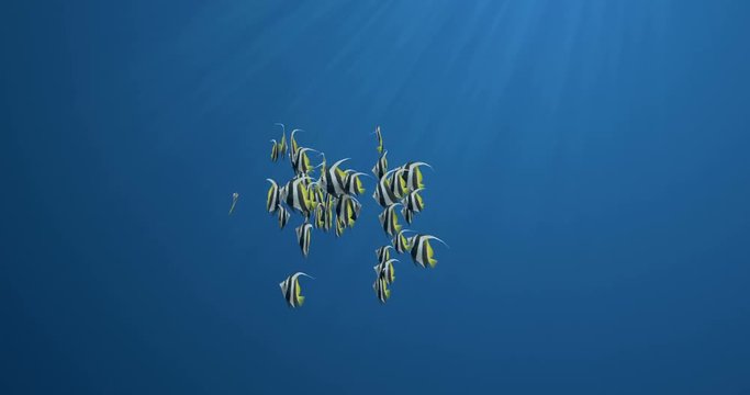 School of Butterflyfish Isolated