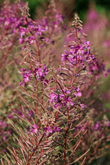 Naklejka premium Rosebay willowherb flowers