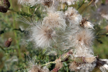 Creeping thistle seed heads