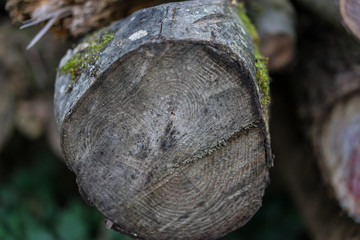 Wooden tree trunk close up front view structure