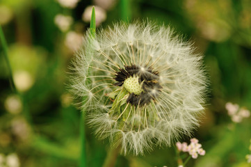 Beautiful Dandelion flower waiting the wind in garden