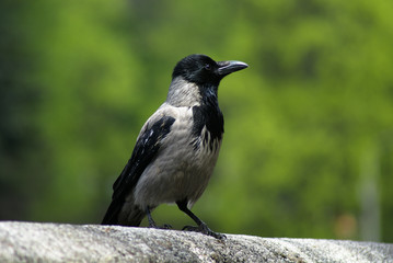 Obraz premium Crow