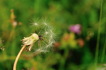 Beautiful Dandelion flower waiting the wind in garden