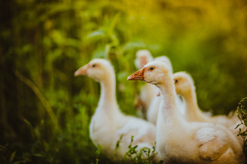 Five young goose together sit in the grass