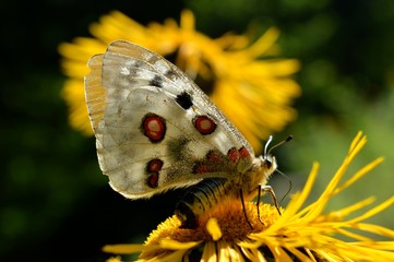 butterfly on a yellow flower